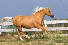 Palomino Horses